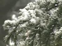 tourists-rejoice-as-shimla-gets-fresh-spell-of-snow