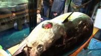bluefin-tuna-nets-37000-in-tokyo-new-year-auction
