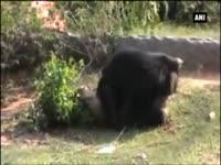 bear-mauls-man-in-chhattisgarhs-surjapur
