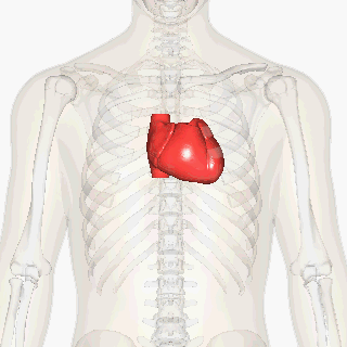 Heart