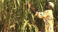 beating-back-the-desert-in-burkina-faso-field-by-field