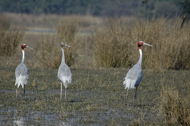 Bird Flu Scare in Gurgaon: Sultanpur National Park Closes for One Week ...