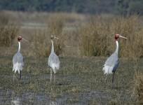 Sultanpur National Park, Sarus Cranes