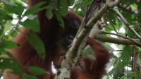 once-blind-orangutan-returns-to-indonesian-wild