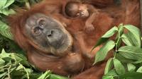 orangutan-mother-of-twins-returns-to-indonesian-jungle