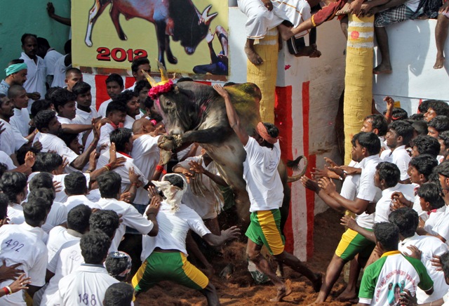 Pongal