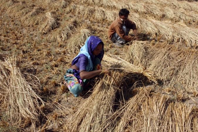 Farmers bundle their paddy crop at a field on the outskirts of Ahmedabad. Murugan