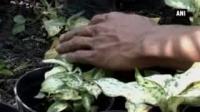 floriculture-becomes-a-profitable-business-option-in-northeast