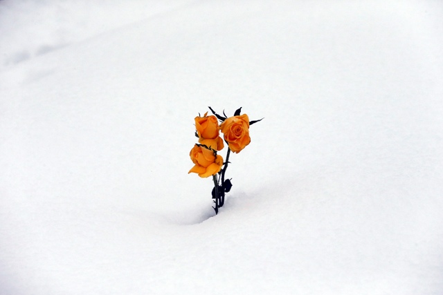 Northern Ireland Snow