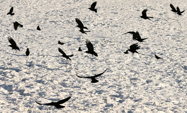 Northern Ireland Snow