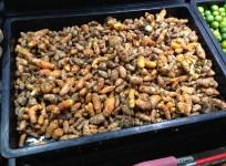 turmeric