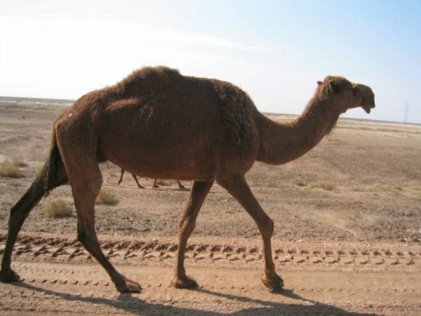 camel bites man