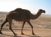 camel bites man