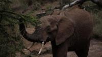 trial-of-alleged-ivory-kingpin-gets-underway-in-kenya