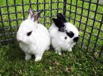 Germany's top rabbit breeder Erwin Leowsky irked by Pope Francis'