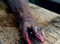 frilled shark