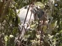 five-die-after-car-falls-into-deep-gorge-in-shimla