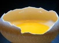 egg
