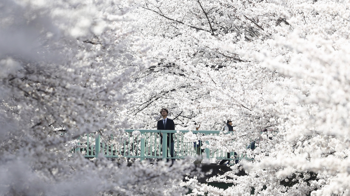 Cherry blossoms in full bloom in Tokyo