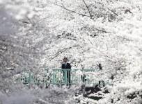 Cherry blossoms in full bloom in Tokyo