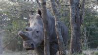 scientists-hold-emergency-meeting-to-save-endangered-rhinos