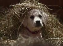 Budweiser Super Bowl Commercial 2015
