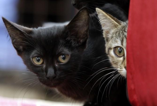 Cats Cats smuggled from China to Vietnam