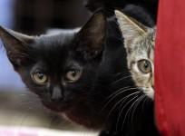 Cats smuggled from China to Vietnam