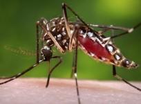 A female Aedes aegypti mosquito, Dengue