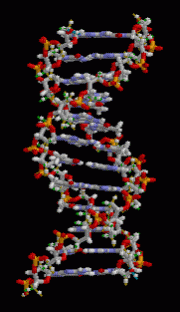 3-D animation of a DNA. DNA 3D