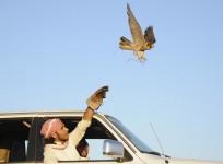 A Saudi man release his falcon during a hunt in a desert in Saudi Arabia. (Representation Pic)