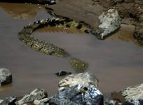 Man fights crocodile to avenge his wife