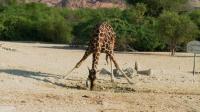 arabian-ark-helps-save-wildlife-from-extinction