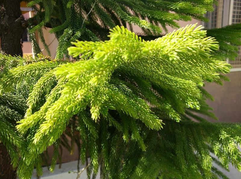 Xioami MI4 Image Sample- Under Sunlight Xioami MI4 Image Sample-1