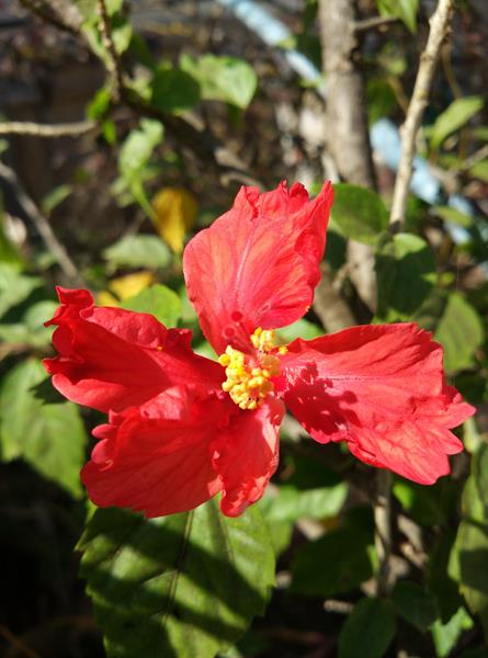 Xioami MI4 Image Sample- Macro Xioami MI4 Image Sample-4