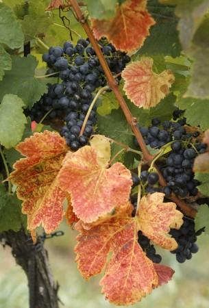 red grapes