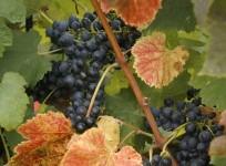 red grapes