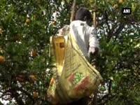 alternative-farming-gives-ray-of-hope-to-aurangabad-farmers