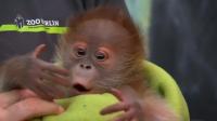 baby-orangutan-rieke-debuts-at-berlin-zoo