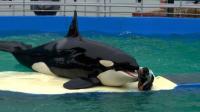 lone-zoo-orca-in-florida-gets-endangered-protection