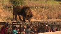 chile-zoo-turns-tables-on-visitors-and-puts-them-in-cage