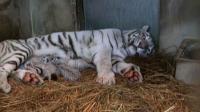 rare-white-tigers-are-born-in-japan