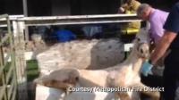 horse-in-bathtub-rescued-by-firefighters