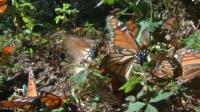 a-campaign-to-save-the-monarch-butterfly