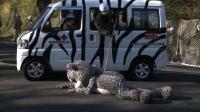 tokyo-zoo-stages-fake-snow-leopard-escape