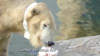 polar-bear-aids-scientists-in-research