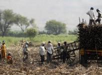 Sugarcane farmers in Maharashtra, India
