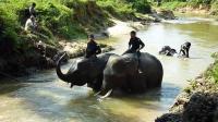 elephant-patrols-seek-to-protect-indonesias-rainforests