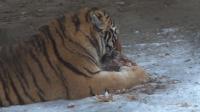 china-tiger-farms-put-big-cats-in-the-jaws-of-extinction