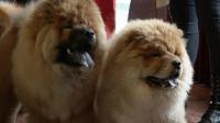 meet-the-dogs-in-the-139th-westminster-dog-show